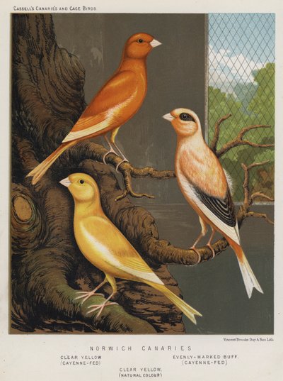 Norwich Kanaries, Helder Geel, Cayenne-Gevoerd, Even Gekleurd Buff, Cayenne-Gevoerd, Helder Geel, Natuurlijke Kleur door European School